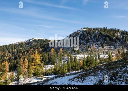 Herbstwanderung nach dem ersten Schneefall nach Schneeberg (191m) in den Bergen Dienten, Salzburg, Österreich, November 2019 Stockfoto