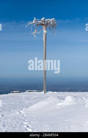 Deutschland, Baden-Württemberg, Schwarzwald, umgedrehter Baumstamm auf der Hornisgrinde (1163 m) der höchste Berg im Nordschwarzwald. Stockfoto