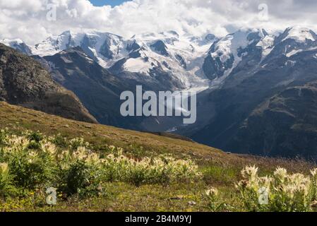 Schweiz, Graubünden, Engadin, Oberengadin, Pontresina, Silberdisteln und Bernina Gruppe mit Piz Palü, Bellavista, Piz Bernina, Piz Morteratsch und Morteratsch-Gletscher Stockfoto