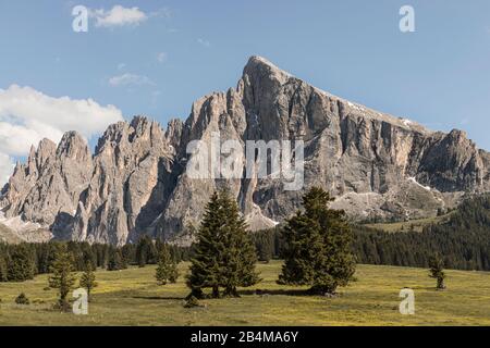 Italien, Südtirol, die Dolmen, Seiser Alm, Alpenwiesen mit Plattkofel und Langkofel Stockfoto