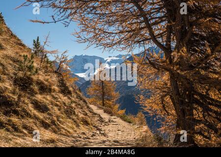 Schweiz, Graubünden, Engadin, Oberengadin, Wanderweg im Arven-Lärchenwald mit Blick auf Piz Palü im Herbst Stockfoto