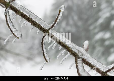 Deutschland, Baden-Württemberg, Schwarzwald, Kaltenbronn, vereiste Filialen nach eiskalten Regenfällen Stockfoto