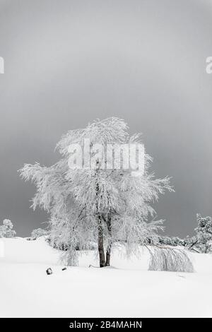 Deutschland, Baden-Württemberg, Schwarzwälder Hochstraße, Schliffkopf, verschneite und eisige Birken im Schwarzwälder Nationalpark Stockfoto