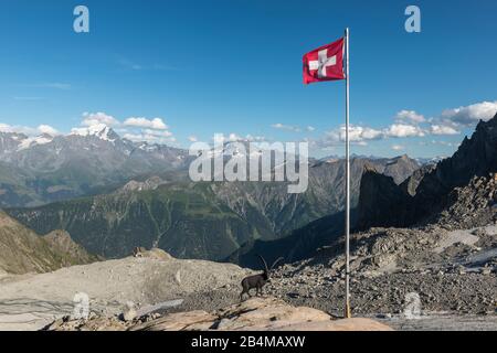 Schweiz, Wallis, Haute Route Chamonix Zermatt, Steinbock aus Bronze und Schweizer Fahne an der Berghütte Cabane d'Orny mit Blick auf den Grand Combin Stockfoto