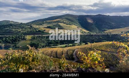 Weinberge in Collioure im Herbst Stockfoto