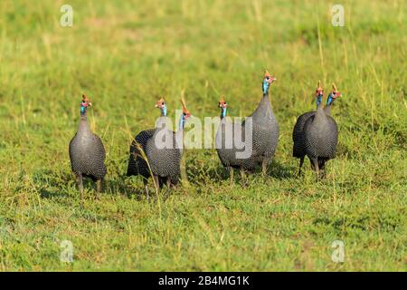 Behelmte guineafowl, Numida meleagris, Gruppe von Vögeln, Masai Mara National Reserve, Kenia, Afrika Stockfoto