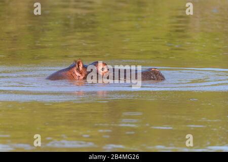 Hippopotamus amphibius, Hippopatamus, in Wasser, Masai Mara National Reserve, Kenia, Afrika Stockfoto