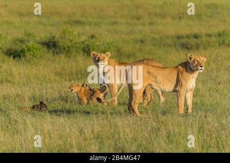 Afrikanischer Löwe Panthera leo, zwei löwin mit Cub, Masai Mara National Reserve, Kenia, Afrika Stockfoto