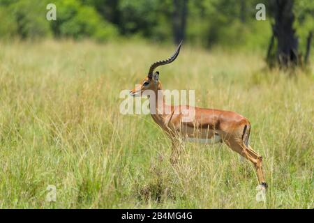 Impala, Aepyceros melampus, männlich, Masai Mara National Reserve, Kenia, Afrika Stockfoto