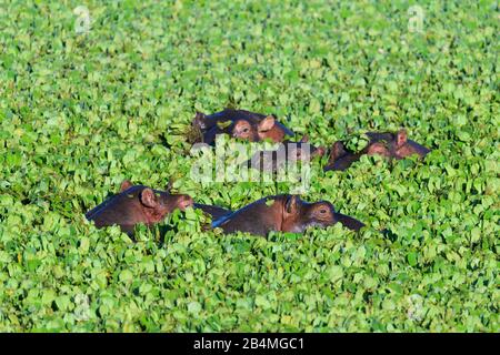 Nilpferd, Hippopotamus amphibus, Gruppe im Teich mit Wasser Kopfsalat, Masai Mara National Reserve, Kenia, Afrika Stockfoto