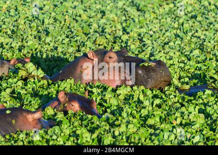 Nilpferd, Hippopotamus amphibus, im Teich mit Wasser Kopfsalat, Masai Mara National Reserve, Kenia, Afrika Stockfoto