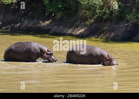 Hippopotamus amphibius, Hippopatamus, in Wasser, Masai Mara National Reserve, Kenia, Afrika Stockfoto