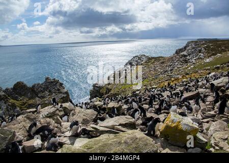 Rockhopper Penguins (Eudyptes chrysocome) auf Ostfalkland, den Falklandinseln. Tour von Port Stanley. Stockfoto