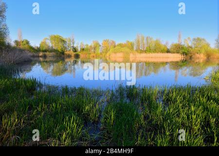 Altmühlsee bei Sonnenuntergang im Frühjahr, Muhr am See, Gunzenhausen, Fränkische Seenplatte, Mittelfranken, Bayern, Deutschland Stockfoto