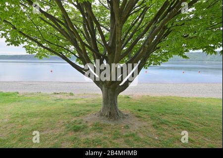 Buchen Sie im Frühling am Lakeshore, Sipplingen, am Bodensee, Baden-Württemberg, Deutschland Stockfoto