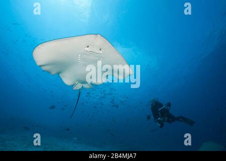 Rosa Pateobatis Whipray, Fai, Nord Male Atoll, Malediven, Indischer Ozean Stockfoto