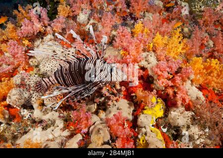 Teufel Firefish, Pterois Miles, Felidhu Atoll, Malediven, Indischer Ozean Stockfoto