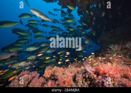Schwarm von schlanken Nasendoktorfisch, Naso Hexacanthus, Süd Male Atoll, Malediven, Indischer Ozean Stockfoto