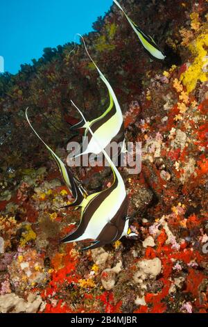 Maurische Idol, zanclus Dais, Felidhu Atoll, Malediven, Indischer Ozean Stockfoto