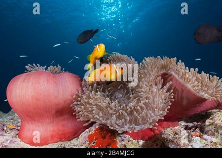 Malediven Anemonenfischen, Amphiprion nigripes, Felidhu Atoll, Malediven, Indischer Ozean Stockfoto