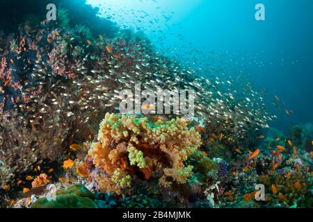 Pygmy Sweeper, Parapriacanthus ransonneti, Ari Atoll, Malediven, Indischer Ozean Stockfoto