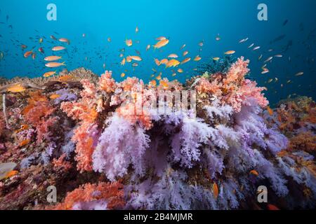 Farbige Coral Reef, Ari Atoll, Malediven, Indischer Ozean Stockfoto