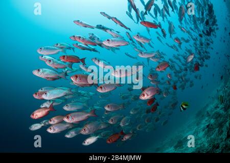 Der Halbmond-Tail Bigeye, Fischschwarm Priacanthus Hamrur, Ari Atoll, Indischer Ozean, Malediven Stockfoto