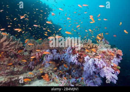 Farbige Coral Reef, Ari Atoll, Malediven, Indischer Ozean Stockfoto