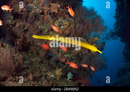 Gelbe Trompetenfische, Aulostomus chinensis, Ari Atoll, Malediven, Indischer Ozean Stockfoto