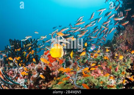 Farbige Coral Reef, Ari Atoll, Malediven, Indischer Ozean Stockfoto