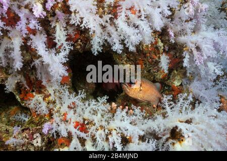 Farbige Coral Reef, Ari Atoll, Malediven, Indischer Ozean Stockfoto