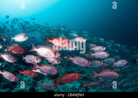 Der Halbmond-Tail Bigeye, Fischschwarm Priacanthus Hamrur, Ari Atoll, Indischer Ozean, Malediven Stockfoto