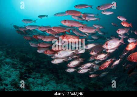 Der Halbmond-Tail Bigeye, Fischschwarm Priacanthus Hamrur, Ari Atoll, Indischer Ozean, Malediven Stockfoto