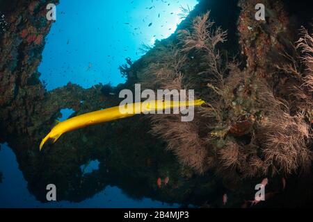 Gelbe Trompetenfische, Aulostomus chinensis, Ari Atoll, Malediven, Indischer Ozean Stockfoto