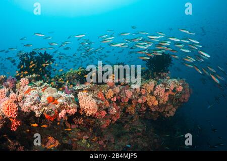 Farbige Coral Reef, Ari Atoll, Malediven, Indischer Ozean Stockfoto