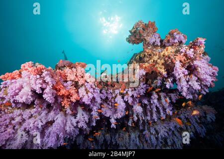 Farbige Coral Reef, Ari Atoll, Malediven, Indischer Ozean Stockfoto