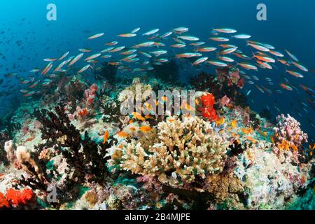 Farbige Coral Reef, Ari Atoll, Malediven, Indischer Ozean Stockfoto