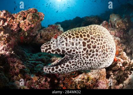 Honeycomb Muränen, Gymnothorax favagineus, Nord Male Atoll, Malediven, Indischer Ozean Stockfoto