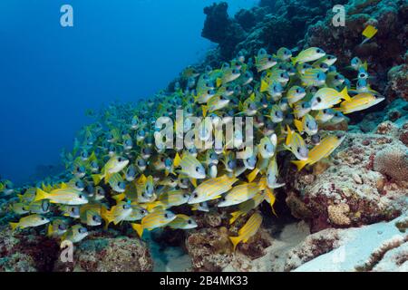 Schwarm von Bluestripe Snappers, Lutjanus kasmira, Felidhu Atoll, Malediven, Indischer Ozean Stockfoto