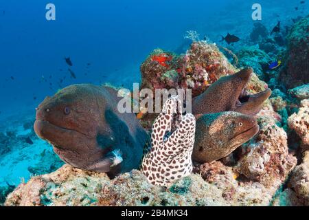 Riesenmuräne und Honeycomb Muränen, gymnothorax Javanicus, Gymnothorax favagineus, Nord Male Atoll, Malediven, Indischer Ozean Stockfoto