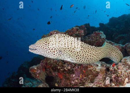 Honeycomb Muränen, Gymnothorax favagineus, Nord Male Atoll, Malediven, Indischer Ozean Stockfoto