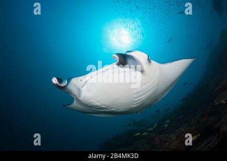 Reef Manta Manta alfredi, Ari Atoll, Malediven, Indischer Ozean Stockfoto