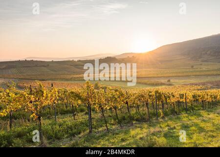 Sonnenuntergang über dem Weinbaugebiet zwischen Gumpoldkirchen und Pfaffstätten, Niederösterreichischen, Österreich Stockfoto