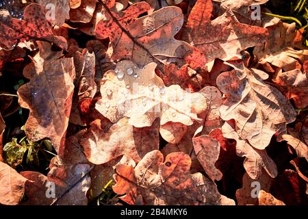 Wassertropfen auf braunen Eichenblättern, Herbststimmung Stockfoto