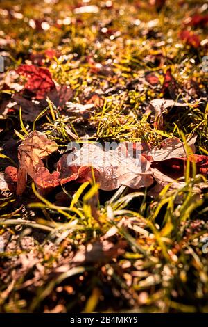 Wassertropfen auf braunen Eichenblättern, Herbststimmung Stockfoto