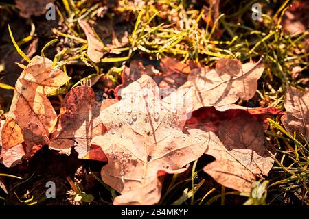 Wassertropfen auf braunen Eichenblättern, Herbststimmung Stockfoto