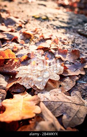 Wassertropfen auf braunen Eichenblättern, Herbststimmung Stockfoto