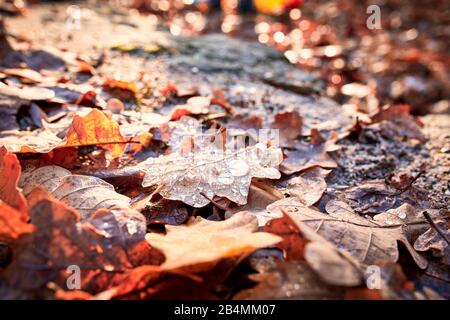 Wassertropfen auf braunen Eichenblättern, Herbststimmung Stockfoto