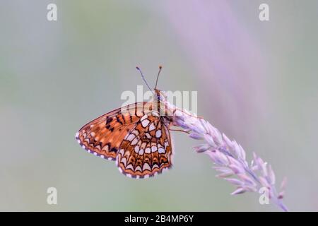 Sommer in Bayern. Eindrücke aus dem Alpenvorland: Fritillary auf einer Sommerwiese Stockfoto