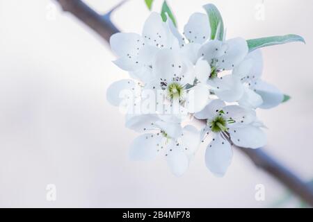 Sommer in Bayern. Eindrücke aus dem Alpenvorland: Birnenblüte Stockfoto